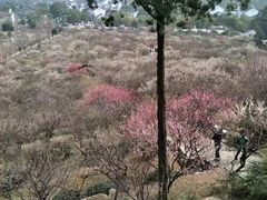 -香雪海