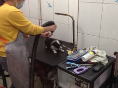 iphone_upload_pic-艾咪宠物店(长宁支路店)