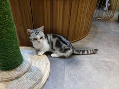 -飞行喵MR PILOT|猫舍·猫咖(静安大融城店)