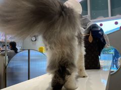 -飞行喵MR PILOT|猫舍·猫咖(静安大融城店)
