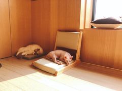 -CAT’S MEWSTAR CAFE·喵星球猫屋(晴湾咖啡店)