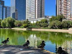 -团结湖公园