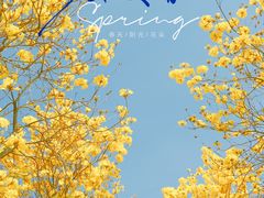-天适樱花悠乐园