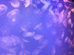 -左海海底世界