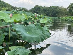 -摇橹船上船码头