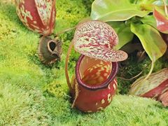 -国家植物园南园