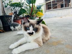-瑞派紫金宠物医院24小时·骨科·中兽医·重症转诊中心(番禺大石院)