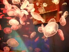 -大连圣亚海洋世界