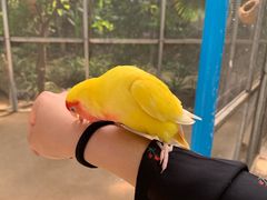 -呀路古热带植物园