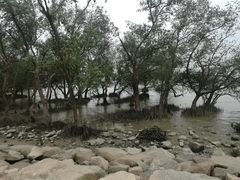 景点-宝安西湾红树林湿地公园