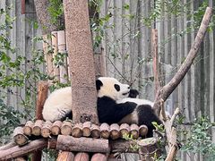 -成都大熊猫繁育研究基地