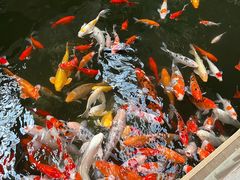 -南宫五洲植物乐园