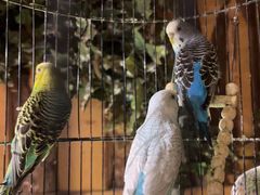 -西西里轰趴日租聚会别墅·团建拓展
