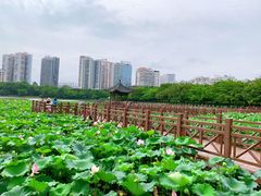 -南宁南湖公园