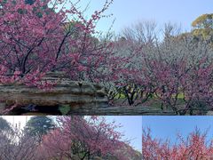-无锡梅园公园
