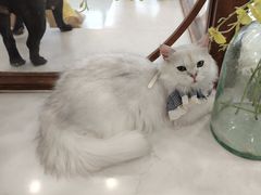 -共舞时光猫咖·狗咖(新街口店)