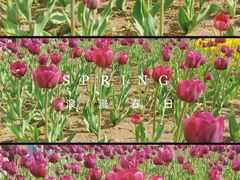 -长春公园(普阳街道)