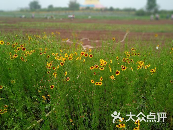 蔚然花海图片 - 第5张