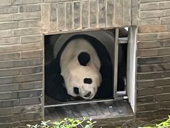 -都江堰中华大熊猫苑