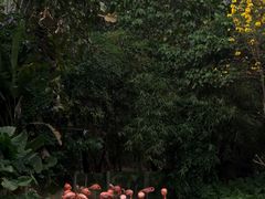 -深圳野生动物园