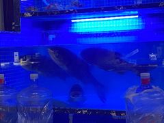 -姜君·千岛湖鱼头馆(浦东大道店)