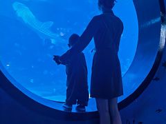 -烟台海昌鲸鲨海洋公园