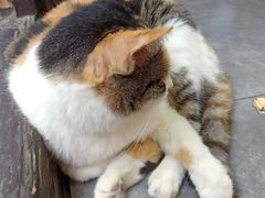 -猫的天空之城概念书店(苏州诚品店)
