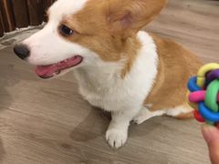 -浣熊柯尔鸭土拨鼠·电玩咖