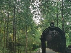 -合肥滨湖国家森林公园