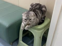 -佳怡动物医院·平价24小时·猫专科骨外科