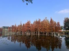 -白鹭湾湿地公园