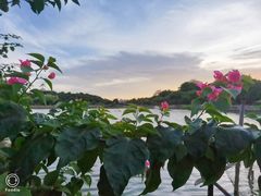 -无影脚佛山陈氏盲公丸始创店(飞鸿街店)