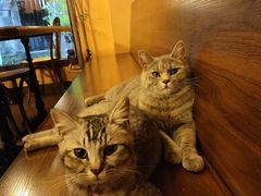-猫岛主趣味餐厅(鼓浪屿店)
