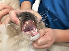 -瑞派康怡24h宠物医院·犬猫医疗中心·微创绝育(瑞景分院)