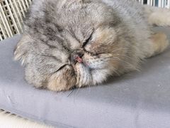 -喵屿·大理花园猫咖