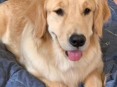 -翊宠yipet猫狗购宠庄园犬舍•猫舍