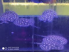 -中环花鸟鱼虫市场