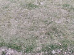 -合肥滨湖国家森林公园