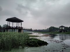 -荷塘月色湿地公园·向阳花洲