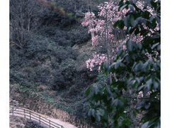 -九皇山景区