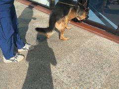 -博特宠物医院24h犬猫全科.骨科·异宠