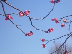 -无锡梅园公园