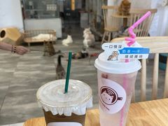 -楼上猫咖(罗湖店)