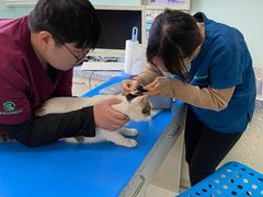 -瑞派申生动物医院·24H夜诊·国际动物医疗中心·骨外科(吴中路店)