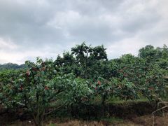 -樱桃山旅游景区