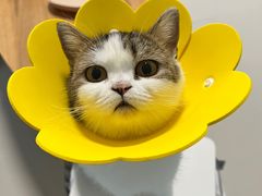-纳吉亚猫专科动物医院(康都外科中心)