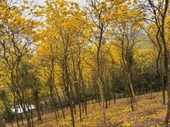 -紫马岭公园