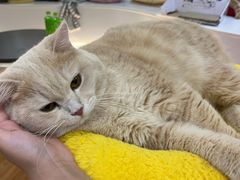 -COLOR PETS 撸猫馆·购猫·猫咖(长风大悦城店)
