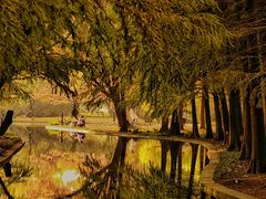 -上海共青森林公园