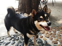 -柴犬高等学院·狗咖·柴犬售卖·宠物训练